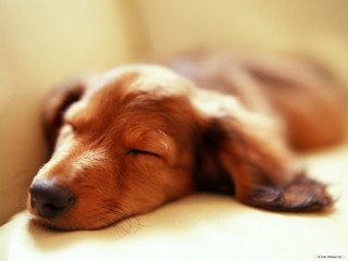 Dog sleeping couch pillow eyes - his head on free wallpaper