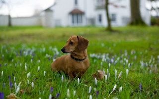 Dog sitting grass house field - art free wallpaper for desktop