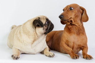 Dog cat sitting white background - a dog and a cat free wallpaper