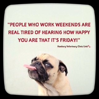 Pug tongue quote famous author - famous free wallpaper