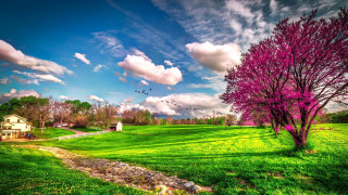 Field tree house birds flying - beautiful landscape free wallpaper