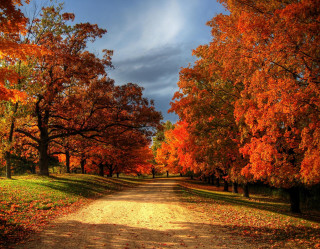 Dirt road trees orange leaves - a dirt road free wallpaper