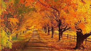 Fall road trees leaves fence 2 - a road free wallpaper