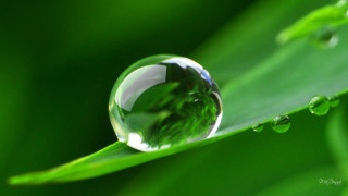 Water drop green leaf drops 2 - a green leaf free wallpaper