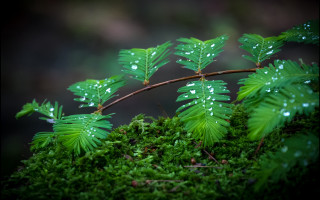 Close up plant water drops - free nature wallpaper
