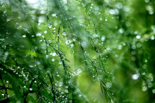 Close up tree water droplets - a close up of a tree free wallpaper