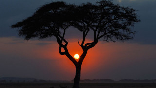 Tree sunset clouds sky background - a single tree in the foreground free wallpaper