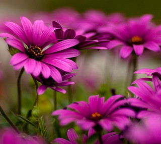 Purple flowers field grass dirt 2 - a blurry background free wallpaper
