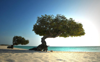 Tree beach blue sky rocks - chris labrooy free wallpaper
