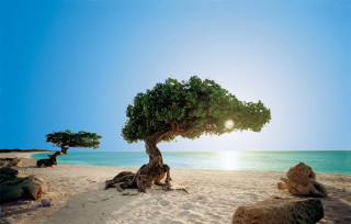 Tree beach sunshine branches ocean - the ocean in the background free wallpaper