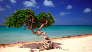 Beach tree ocean blue sky - carl critchlow free wallpaper