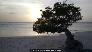 Tree beach sunset click here - full free wallpaper
