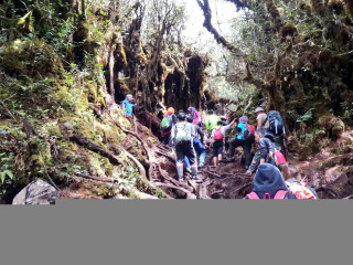 Hikers steep hill woods backpacks - steep free wallpaper