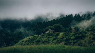Hill forest fog trees nature - the hill free wallpaper