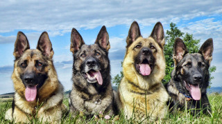 German shepherds laying grass tongues - an album cover free wallpaper