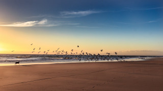 Flock birds flying beach sunset 2 - over a beach free wallpaper
