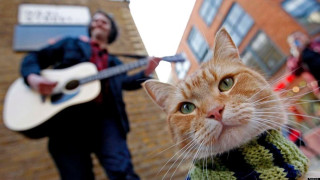Cat sweater guitar man playing - a guitar free wallpaper