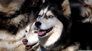Two dogs blue eyes black - boleslaw cybi free wallpaper