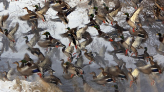 Flock ducks snowy forest impressionist - forest free wallpaper