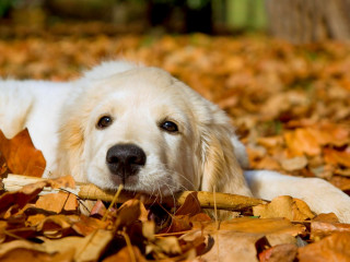 Dog leaves sad face looking - a sad look free wallpaper