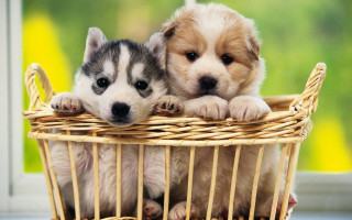 Puppies basket table window green - a yellow frame free wallpaper