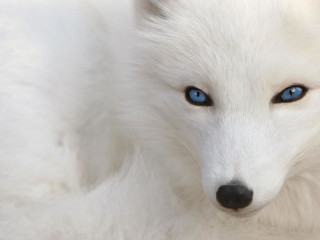 White wolf blue eyes furry - a white wolf free wallpaper