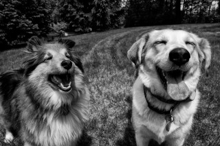 Two dogs sitting grass panting - cheerful free wallpaper