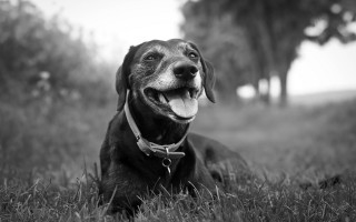 Dog laying grass mouth open 2 - its mouth open free wallpaper