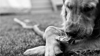 Dog chewing wood grass log - the grass outside free wallpaper