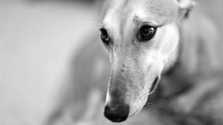 Dog closeup black white blurry - a close up of a dog free wallpaper