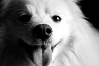 Dog tongue out looking camera 2 - his mouth free wallpaper