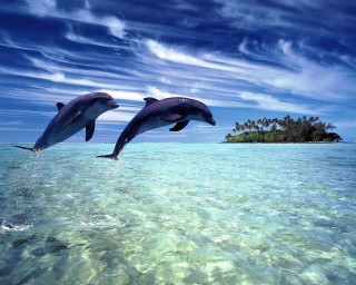 Dolphins jumping water island ocean 2 - a small island in the background free wallpaper