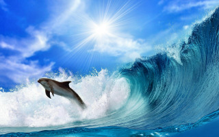 Dolphin jumping water wave blue - blue sky free wallpaper