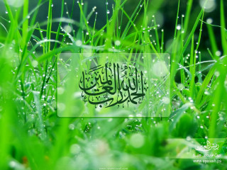 Grass water drops image - water drop free wallpaper