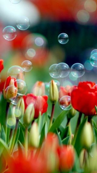 Red flowers bubbles floating blurry - impressionist free wallpaper