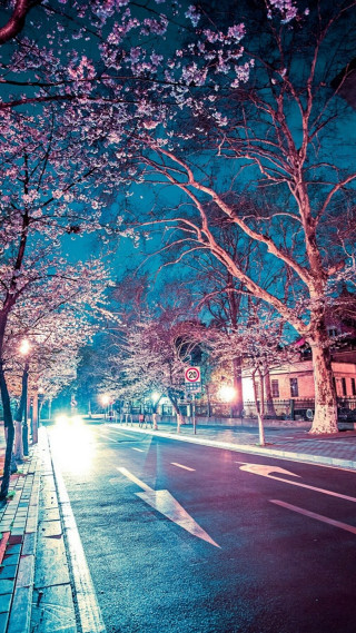 Tree lined street building light - a light free wallpaper