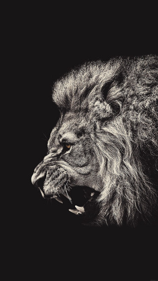 Lion mouth open teeth wide - its mouth open free wallpaper