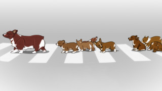 Dogs crosswalk line same side - same free wallpaper