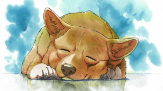 Dog sleeping table head ground - his head on free wallpaper