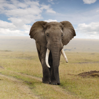 Elephant walking field sky background - sumatraism free wallpaper