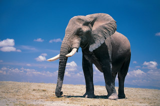 Elephant dry grass field sky - a dry grass field free wallpaper