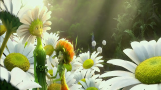 Flowers grass sunlight leaves foreground - sunlight free wallpaper