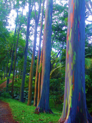 Colorful forest trail dirt path - environmental art free wallpaper