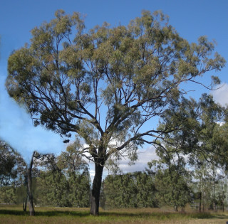 Large tree leaves field blue - australian tonalism free wallpaper