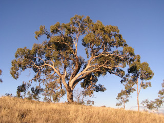 Large tree hill blue sky - a large tree free wallpaper