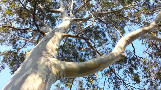 White bark tree green leaves - branch free wallpaper