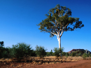 Dirt road tree mountain blue - a photo free wallpaper
