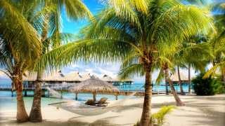 Hammock palm trees beach pier - a pier in the background free wallpaper
