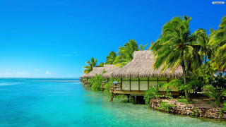 Tropical resort thatched roof palm - tropical free wallpaper
