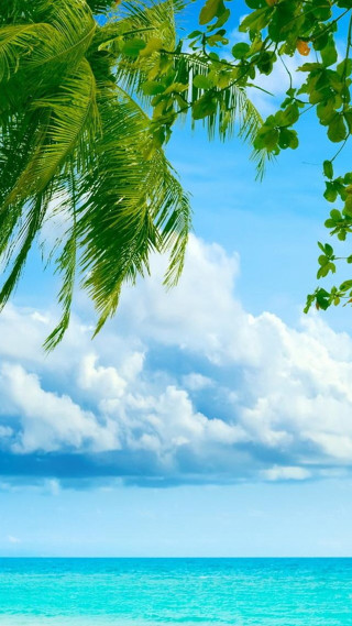 Beach palm tree blue sky 17 - cindy wright free wallpaper